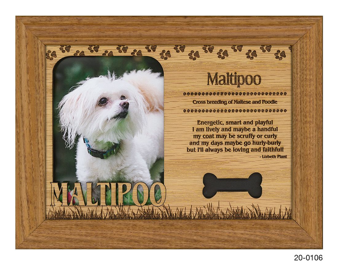 Maltipoo