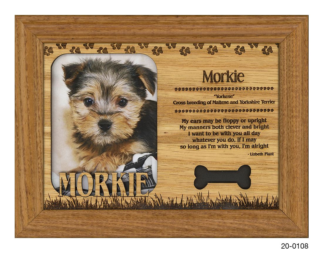 Morkie