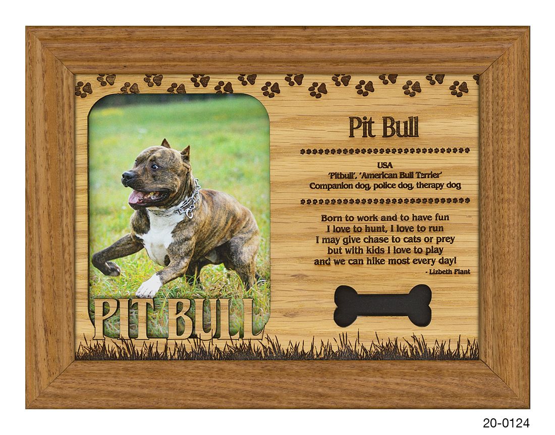 Pit Bull