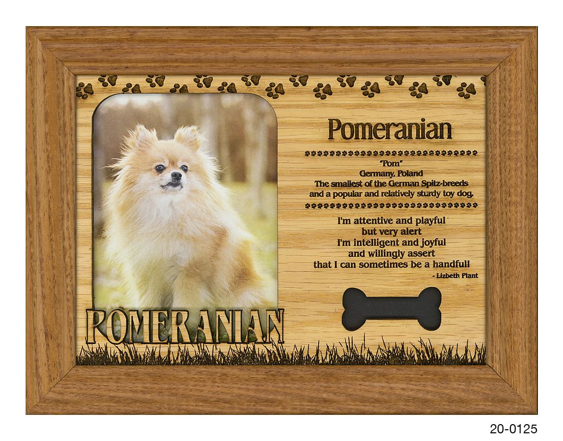 Pomeranian