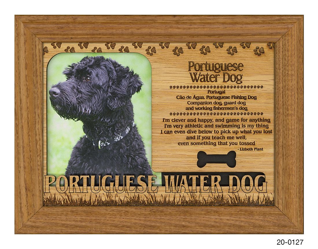 Portuguese Water Dog