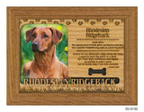 Rhodesian Ridgeback