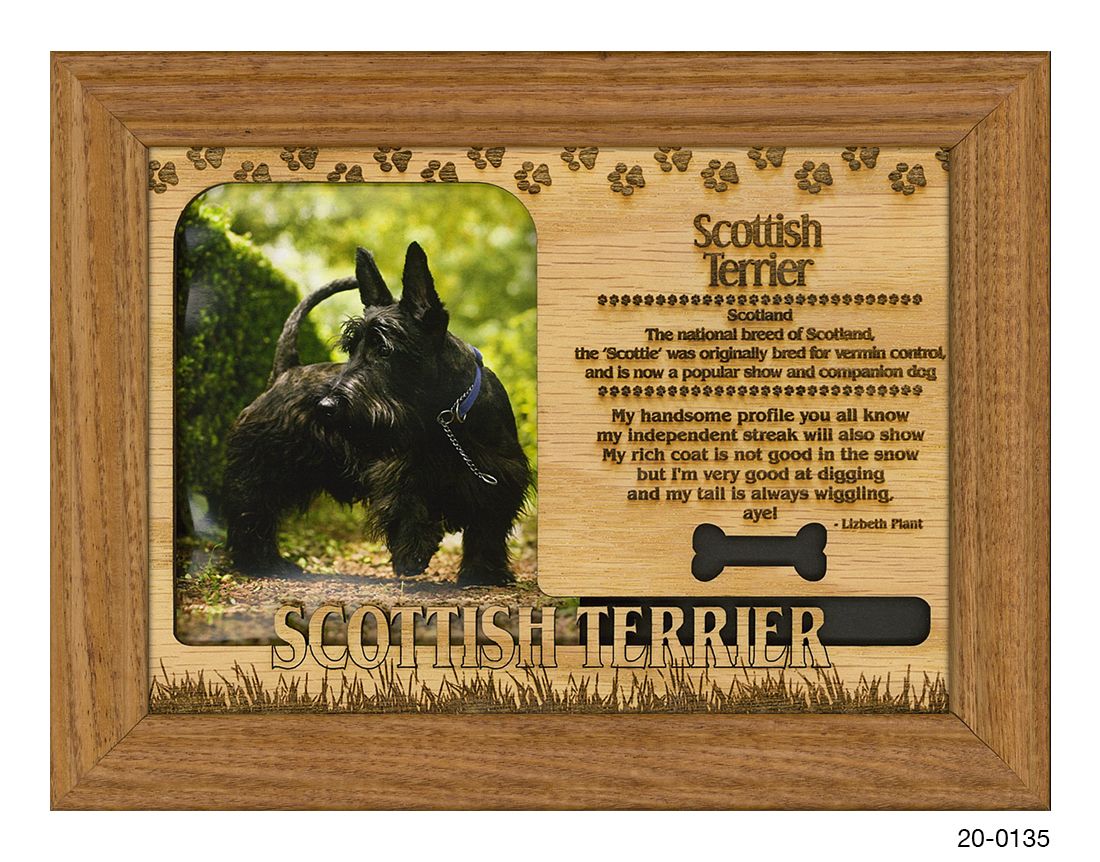 Scottish Terrier