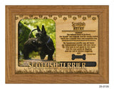 Scottish Terrier