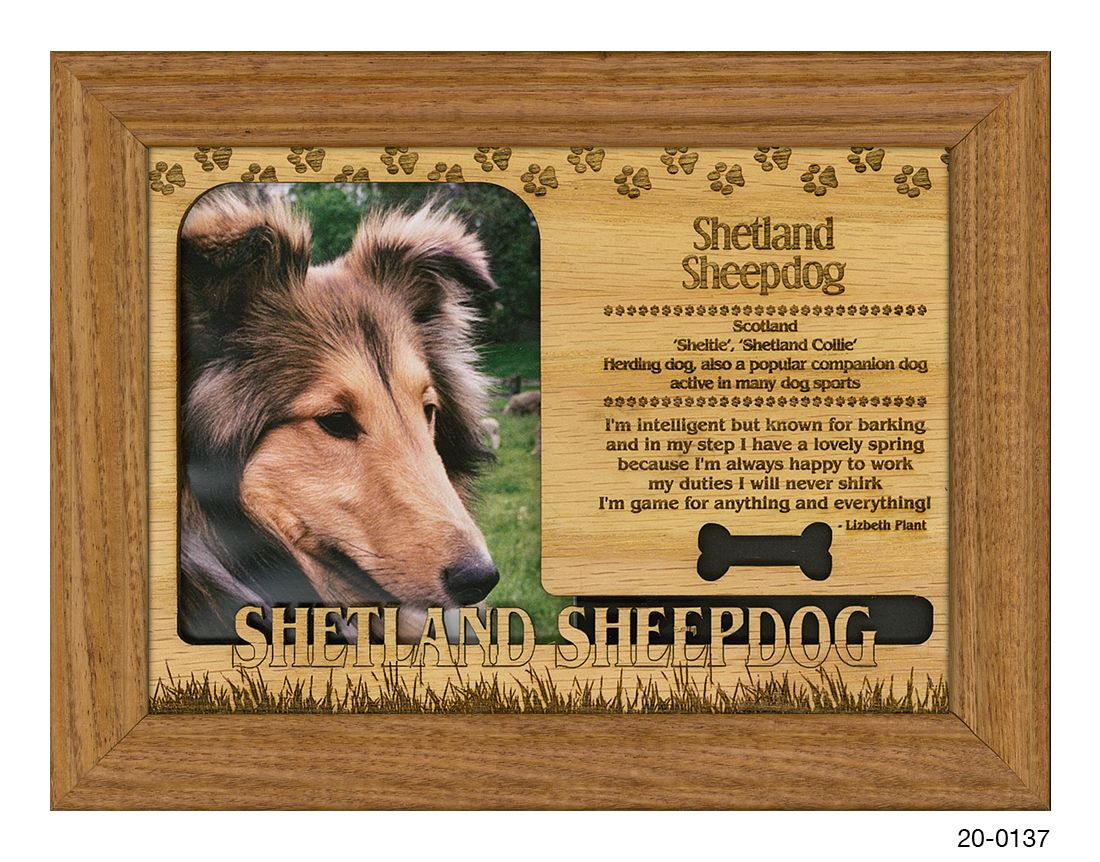 Shetland Sheepdog