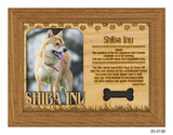 Shiba Inu