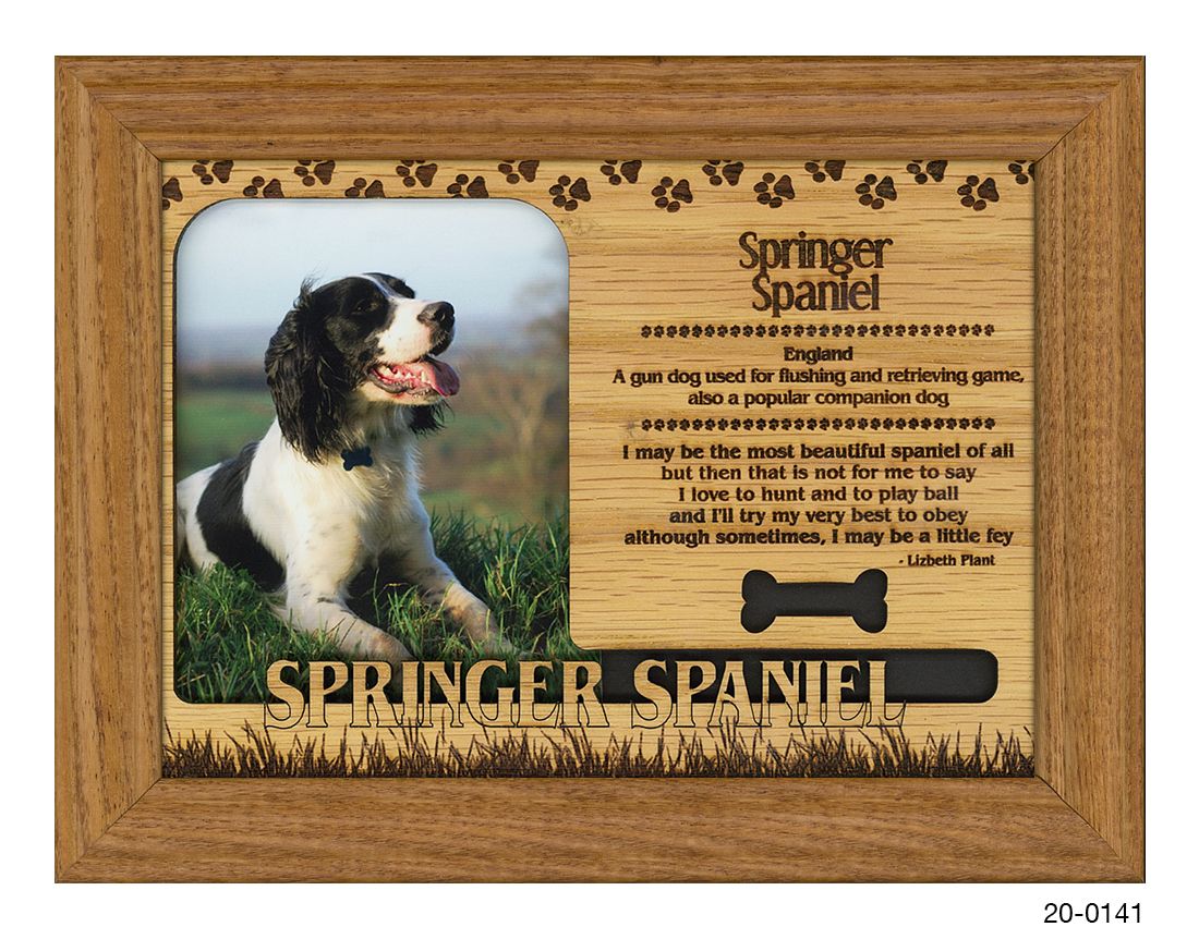 Springer Spaniel