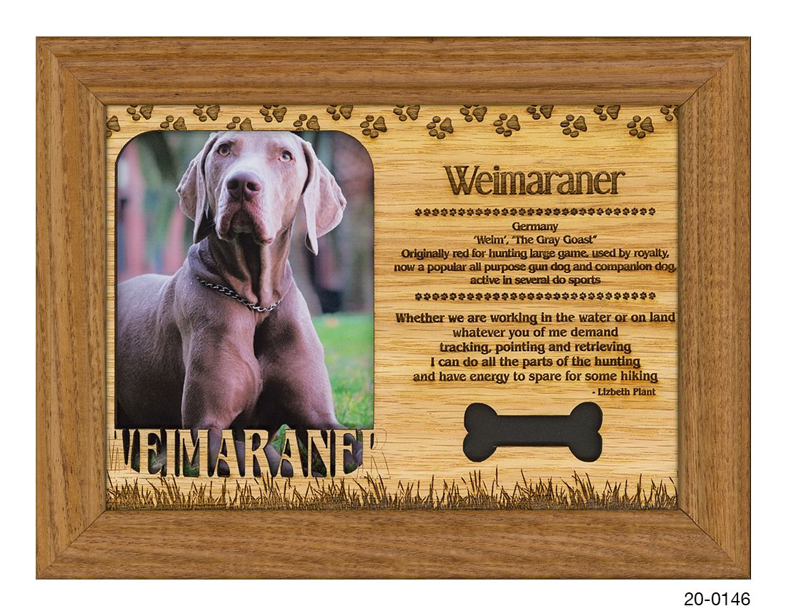 Weimaraner