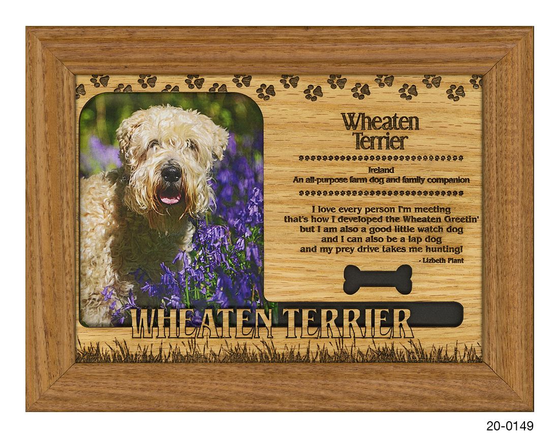 Wheaten Terrier