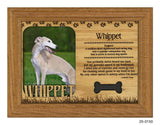 Whippet