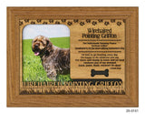 Wirehaired Pointing Griffon