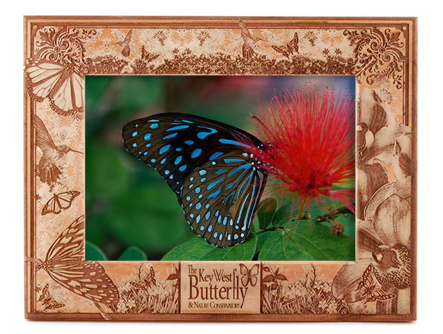 Key West Butterfly & Nature Conservatory