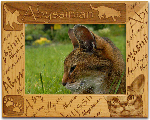 Abyssinian