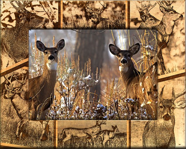 Whitetail Deer Hunting Frame