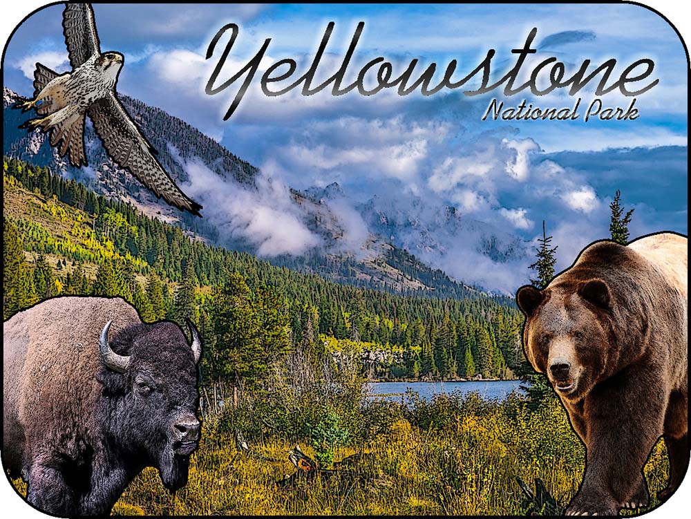 Yellowstone National Park Bison Bear Hawk