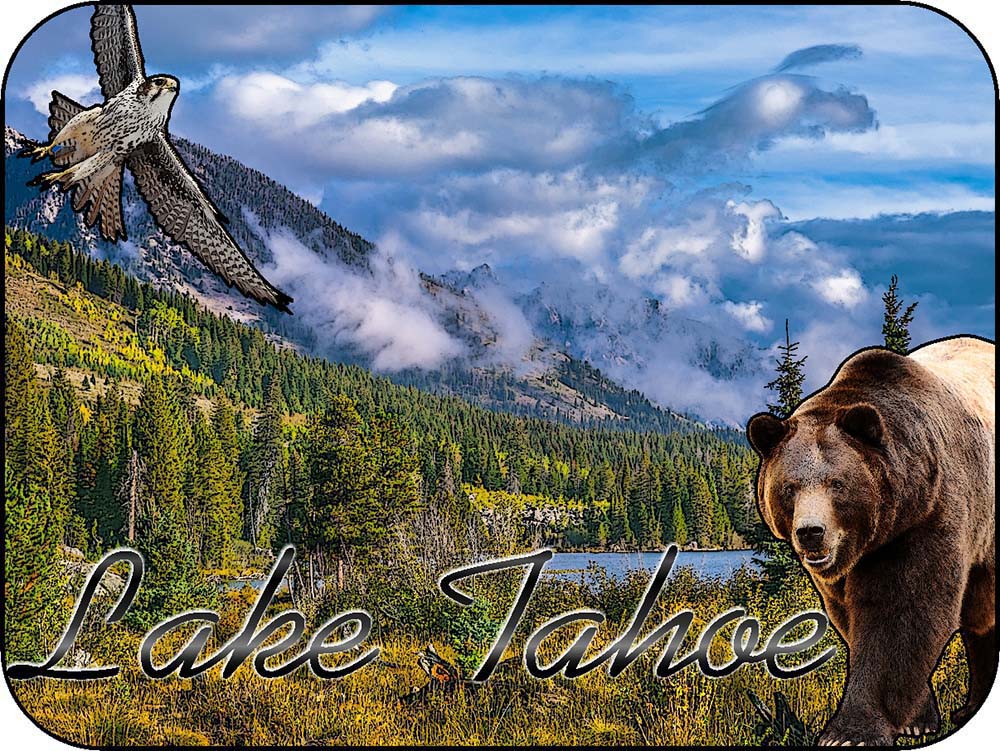 Lake Tahoe Bear Hawk