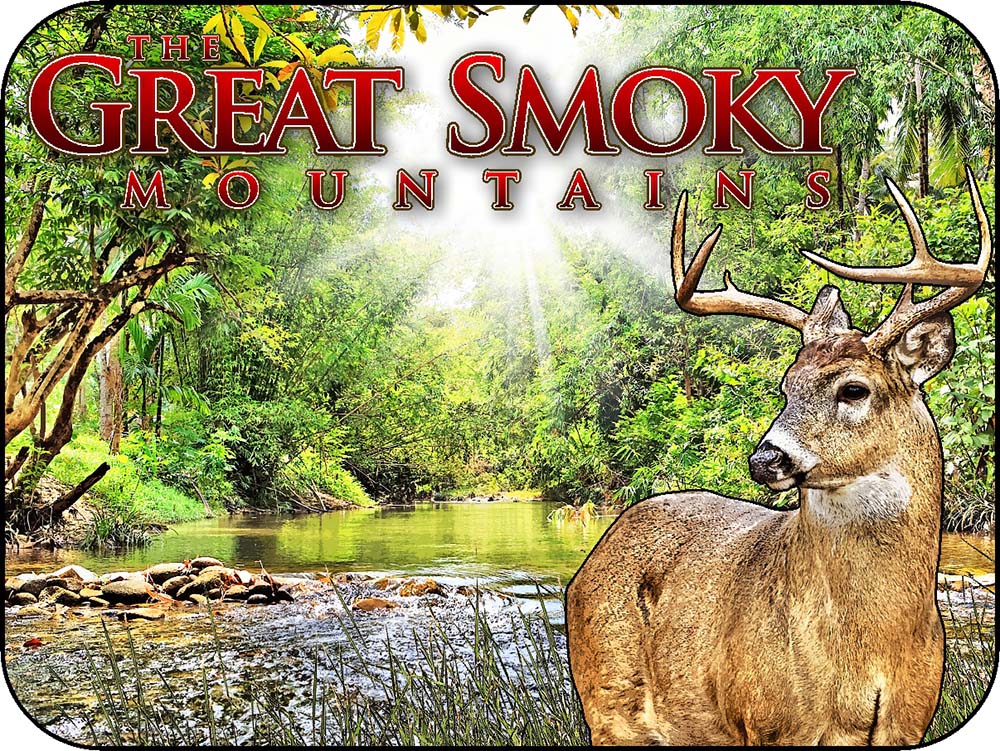 Smoky Mountains Tennessee Deer Creek