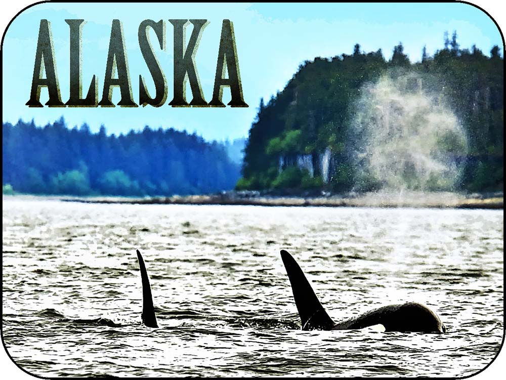 Alaska Orca Surfaces