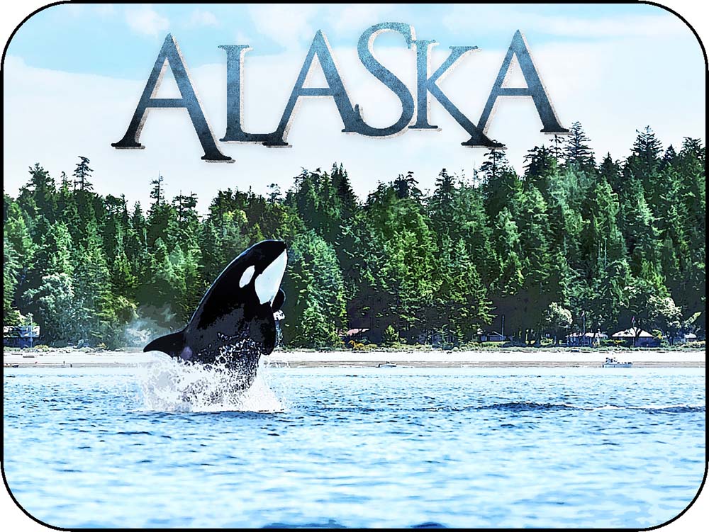 Alaska Orca Off Shore Jump