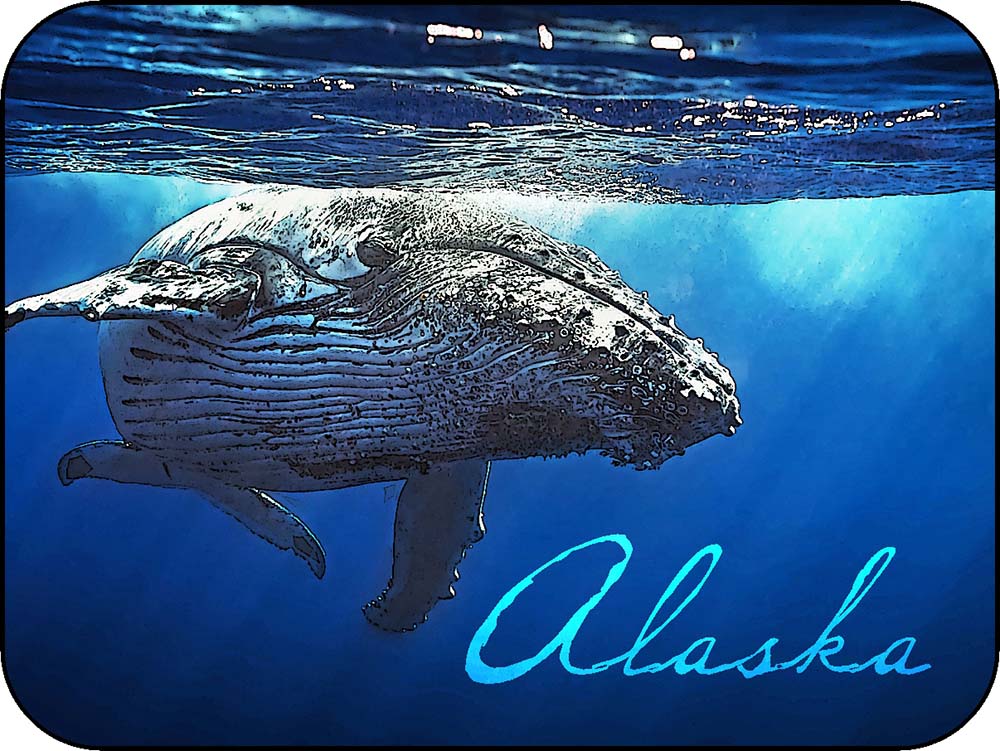 Alaska Humpback Whale