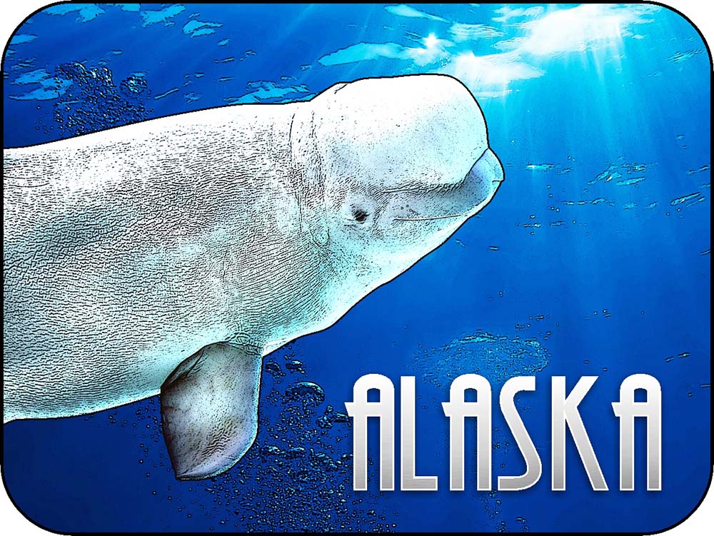 Alaska Beluga Whale