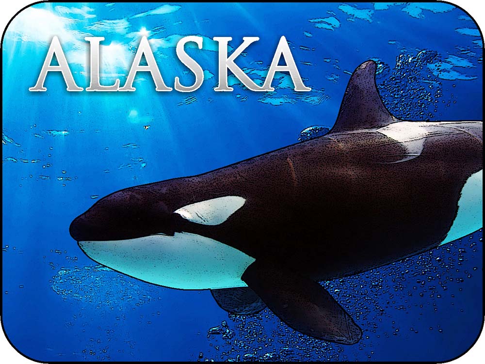 Alaska Underwater Orca