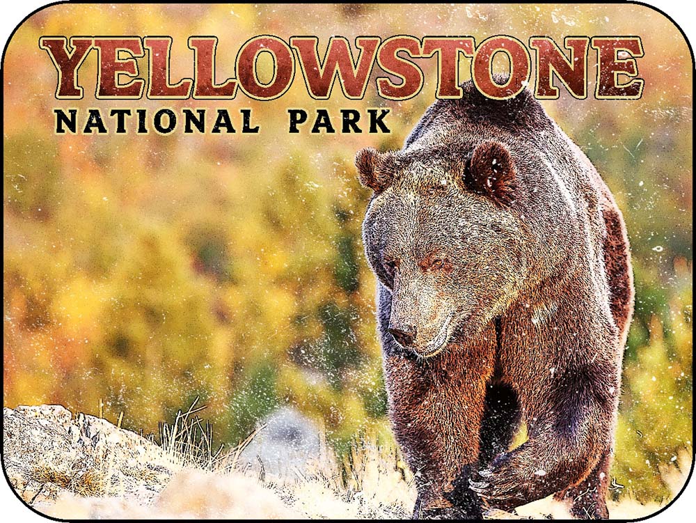 Yellowstone Grizzly Bear