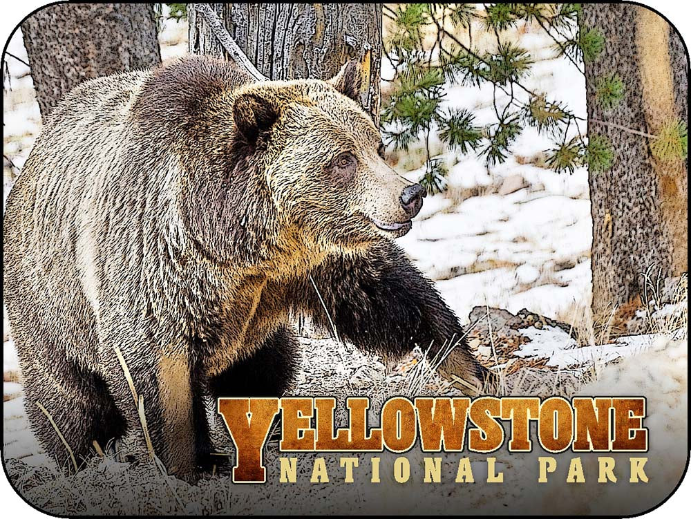 Yellowstone Grizzly Bear Pine Woods