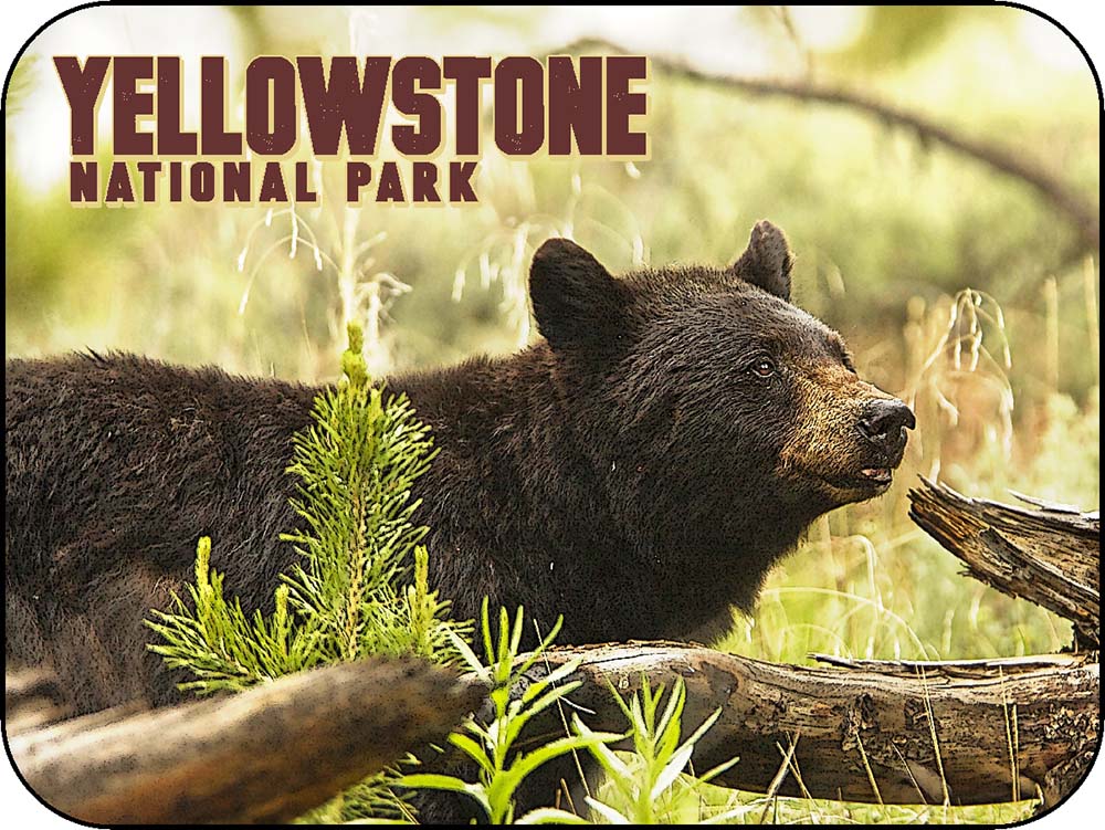 Yellowstone Black Bear