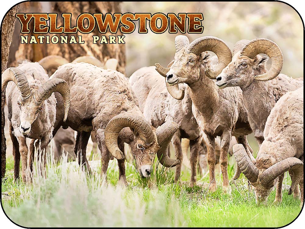 Yellowstone Bighorns