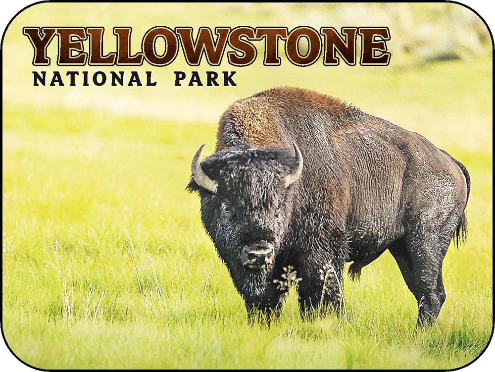 Yellowstone Grassy Bison