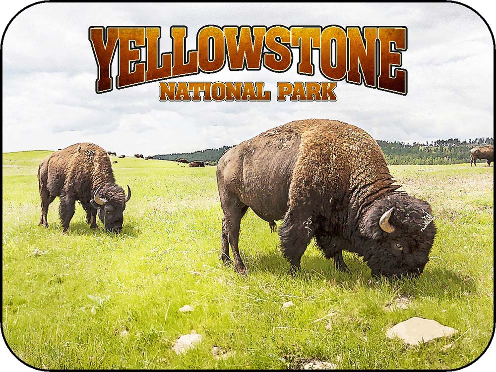 Yellowstone Bison in the Field