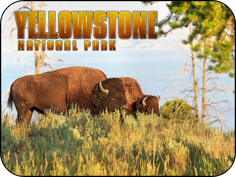 Yellowstone Sunset Bison