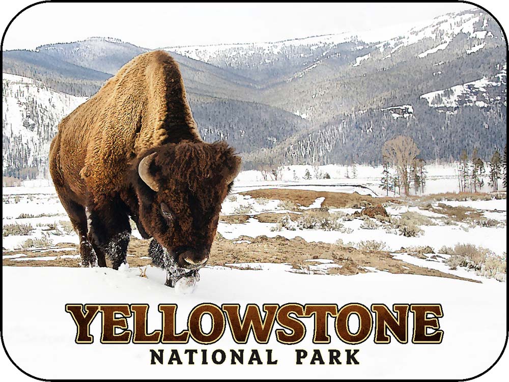 Yellowstone Winter Bison