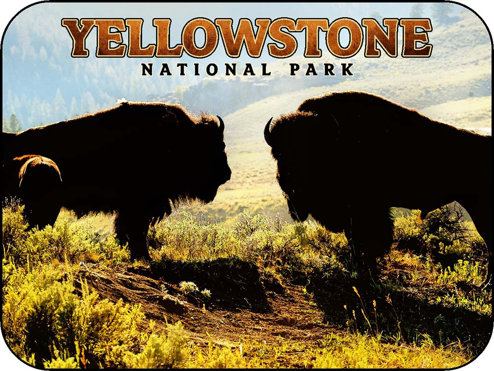 Yellowstone Shadowed Bison