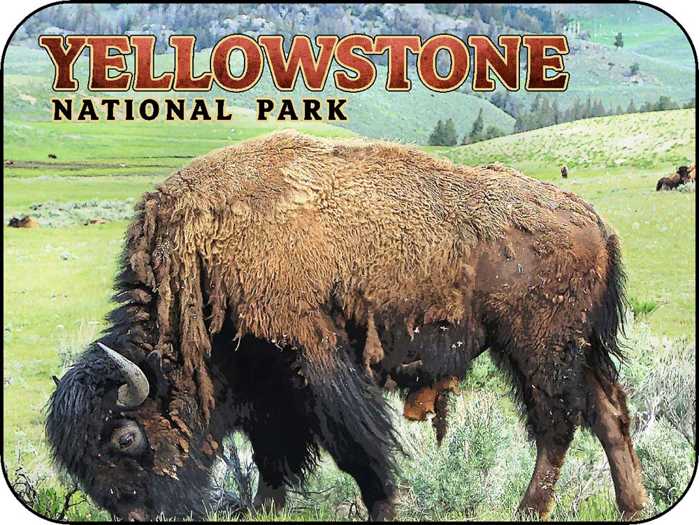 Yellowstone Eating Bison