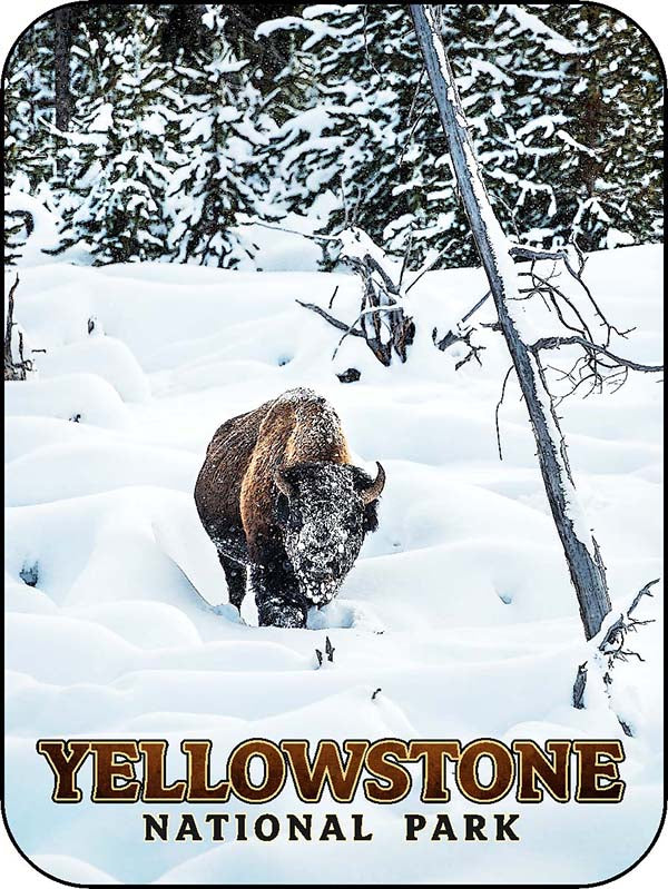 Yellowstone Snow Covered Bison