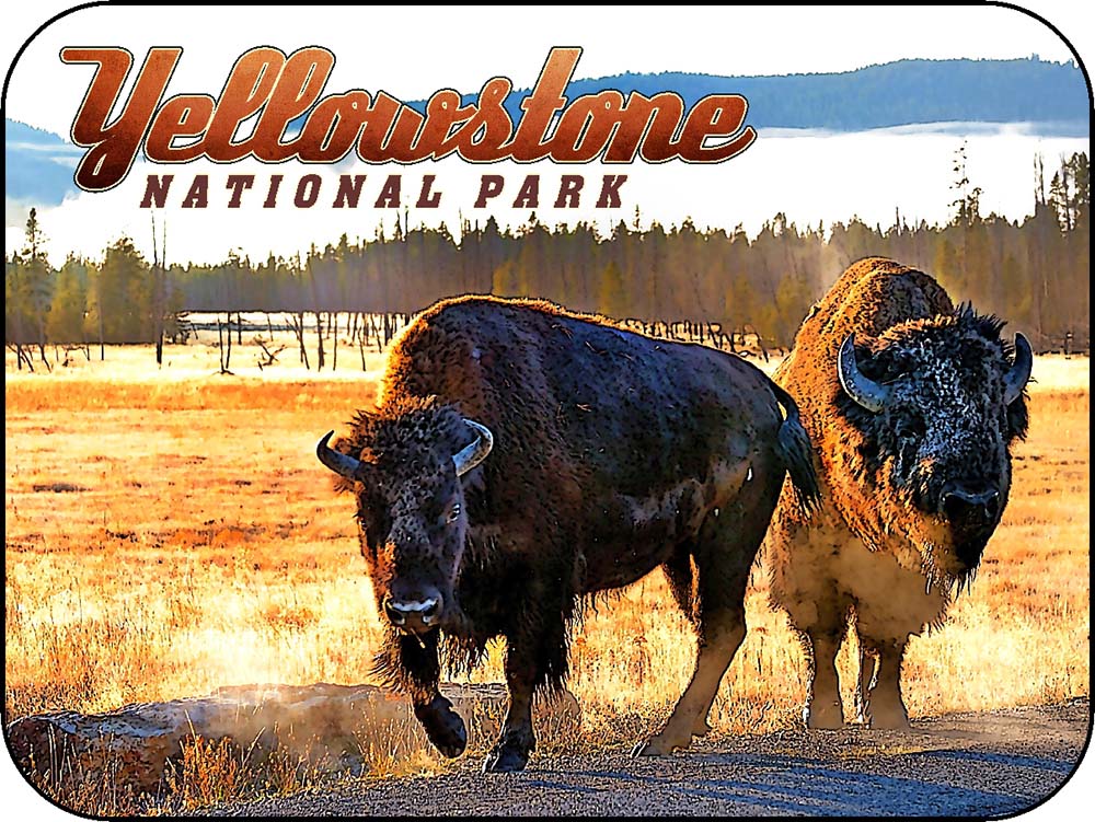 Yellowstone Morning Bison