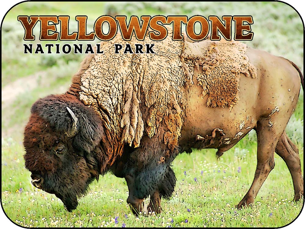 Yellowstone Lone Bison