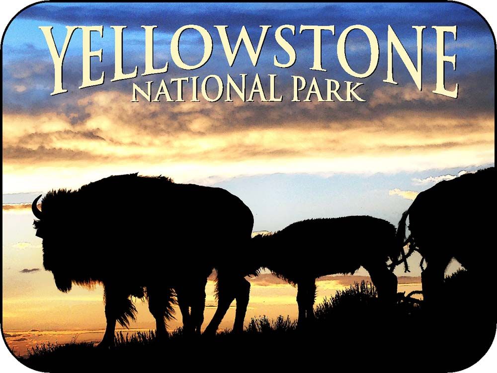 Yellowstone Sunset Bison