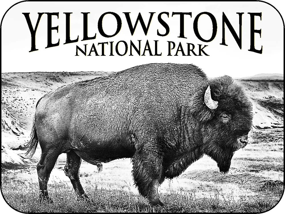 Yellowstone Black & White Bison