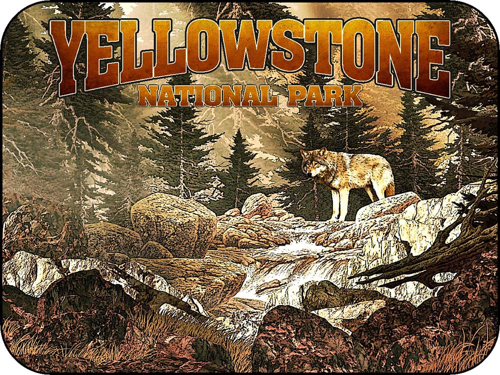 Yellowstone Forest Wolves