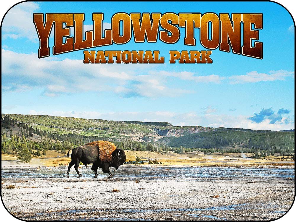 Yellowstone Lone Bison Walk