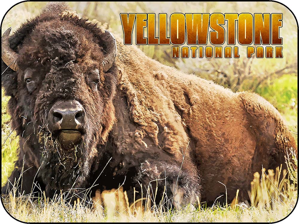 Yellowstone Bison Closeup