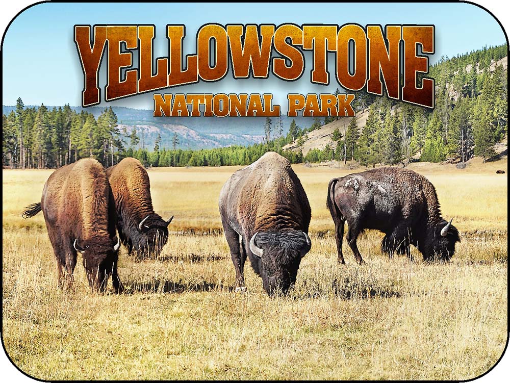 Yellowstone Bison Family