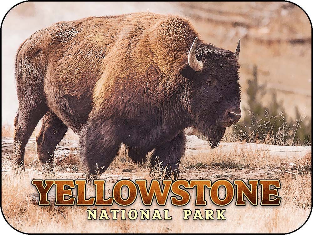 Yellowstone Grassy Bison