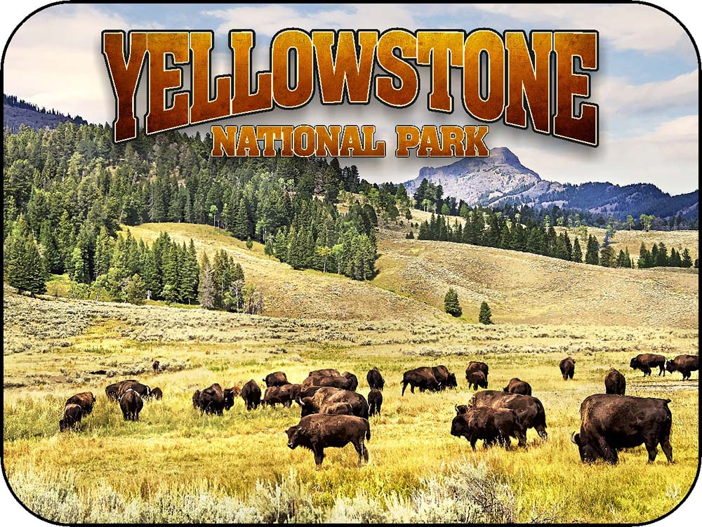 Yellowstone Field of Bison Blue Sky