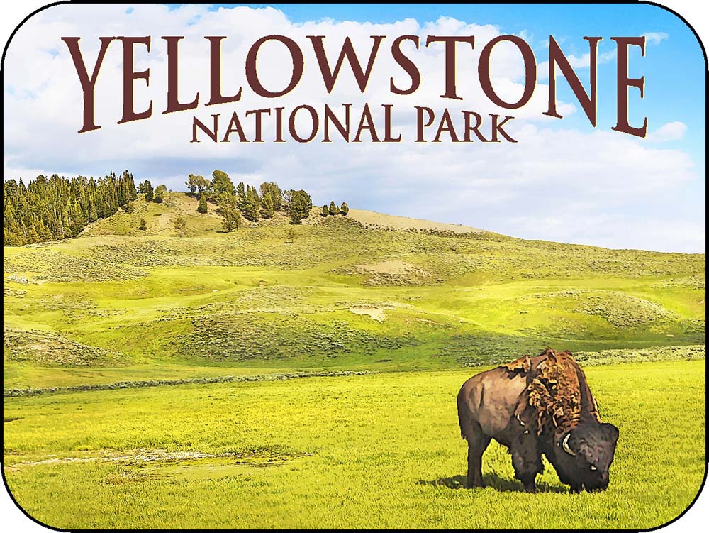 Yellowstone Lone Bison Green Field