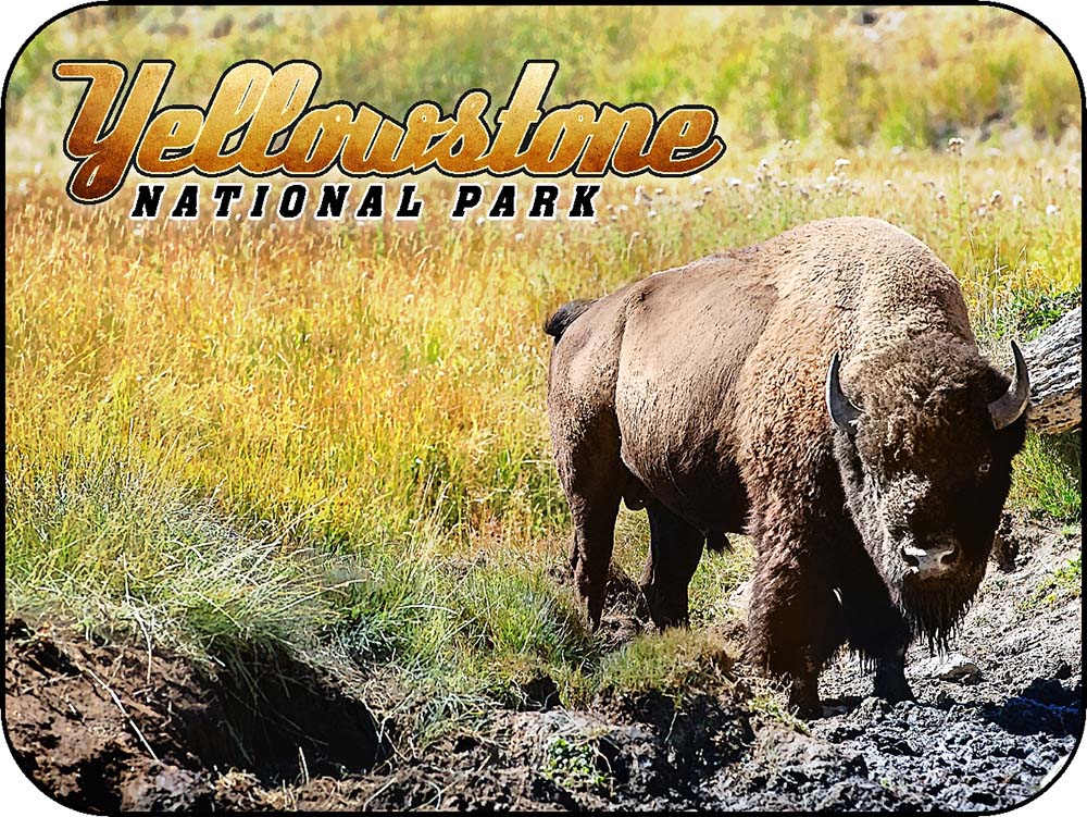 Yellowstone Lone Bison Dirt Closeup