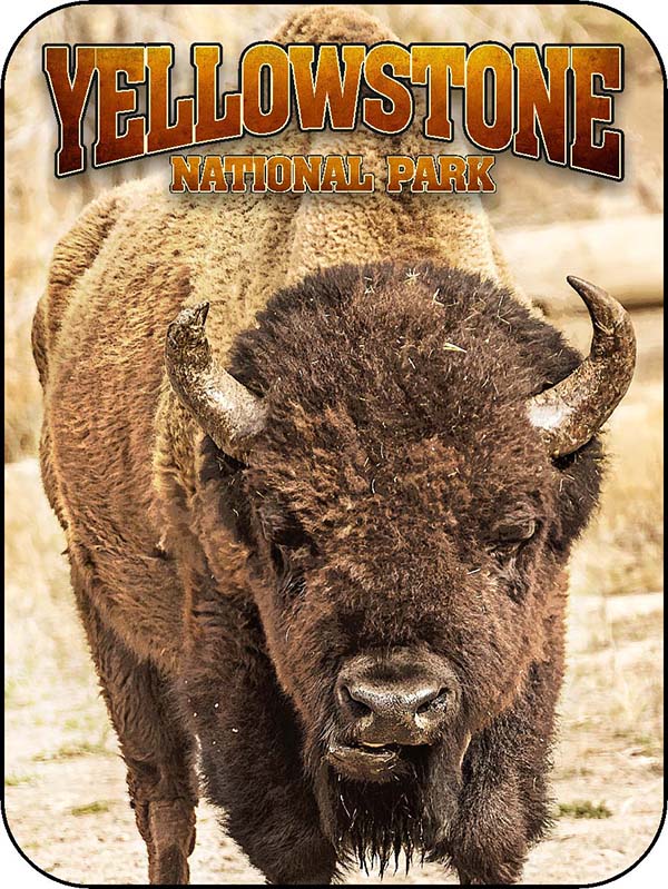 Yellowstone Bison Faceoff